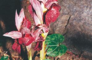 Cephalanthera longifolia (Κεφαλάνθηρο το μακρόφυλλο) – (σπαθωτό)