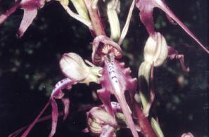 Himantoglossum montis-tauri (ιμαντόγλωσσο του όρους Ταύρος)