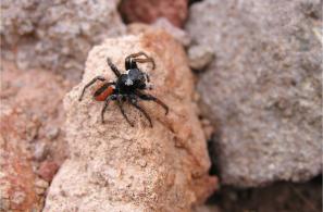 Araneae, αράχνες (Φωτο Κ.Π.Ε. Ασωμάτου)