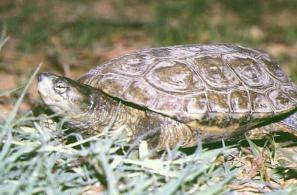 Mauremys caspica, κρασπεδωτή χελώνα (Φωτο Κ.Π.Ε. Ασωμάτου)