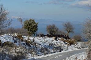 Φωτο Μαρίας Τσιριγώτη