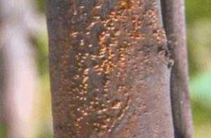 Έλκος σε κορμό νεαρού καστανόδενδρου. 