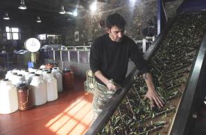 Εργάτης απομακρύνει φύλλα ελαιόδενδρου από την πλατφόρμα, όπου τοποθετούνται οι ελιές πριν από τη σύνθλιψη για την παραγωγή του ελαιόλαδου.