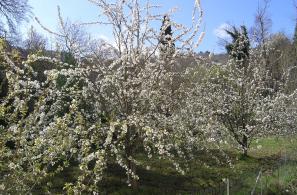Ανθισμένες κερασιές του Κήπου Παναγίας. 
