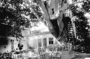 Η αίθουσα προβολής του θερινού σινεμά "Η όασις" σκαρφαλωμένη στον πλάτανο του Κήπου Παναγίας!